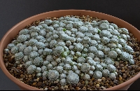 Sempervivum arachnoideum 'Parsons form'